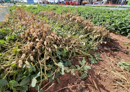 Expansão do amendoim atrai indústria de beneficiamento para Nova Alvorada do Sul