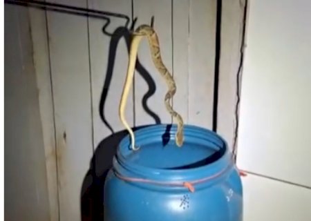 Jararaca é encontrada em residência em Itaporã