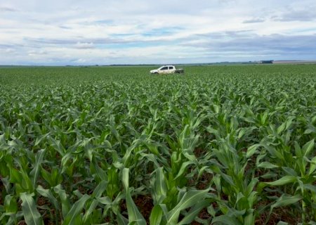 Estimativa aponta produção de cerca de 11 milhões de toneladas de milho na segunda safra em MS
