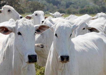 Queda de preço no mercado pecuário em Campo Grande e Dourados -