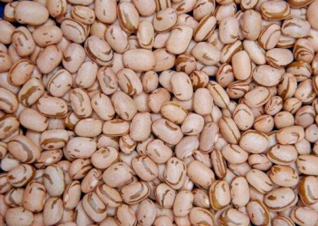 Definida janela do plantio de feij&atilde;o para reduzir risco clim&aacute;tico na safra