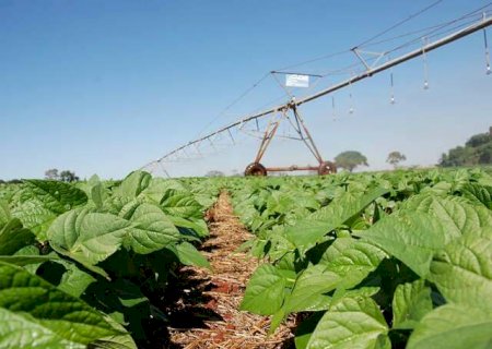 Inova&ccedil;&atilde;o no campo aumenta produ&ccedil;&atilde;o de feij&atilde;o sem ampliar &aacute;rea plantada
