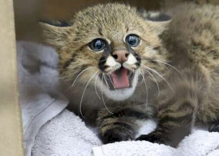 Nova rede do Ibama vai conectar centros que recebem fauna apreendida