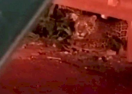 Família se encanta ao avistar onça-pintada às margens de rodovia em MS (vídeo)