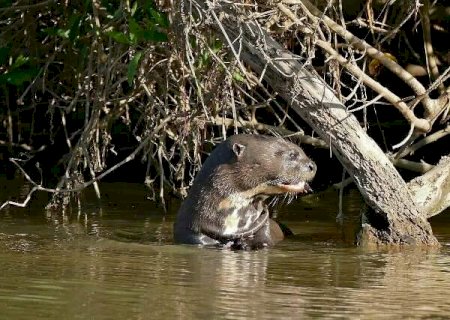 Saneamento avan&ccedil;a e ajuda a proteger rios que sustentam o Pantanal