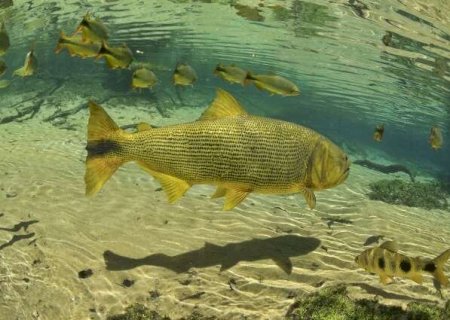 Estado investe mais de R$ 1 milhão em pesquisas para embasar lei do dourado