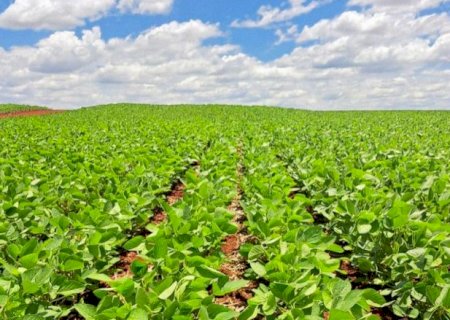 Biodiesel exigir&aacute; de MS expans&atilde;o de soja em &aacute;rea do tamanho de Campo Grande