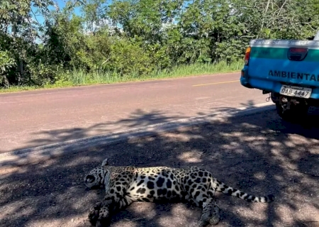 On&ccedil;a-pintada se arrasta e morre ap&oacute;s ser atropelada e abandonada na BR-262>