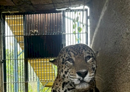 Exilada do Pantanal, onça-pintada que matou Jorginho não ficou mansa; veja como ela está 1 ano após ataque