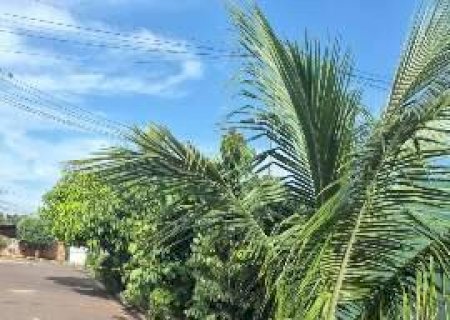 Neto d&aacute; 5 facadas no av&ocirc; de 71 anos e &eacute; preso por tentativa de homic&iacute;dio em MS