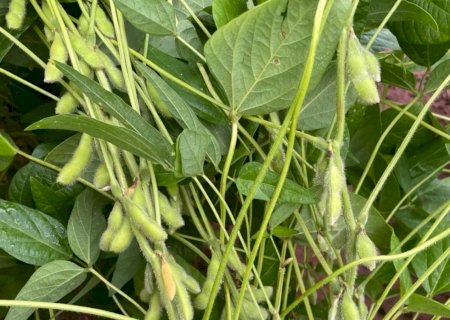 Crédito rural empresarial soma R$ 404 bilhões no Plano Safra 2025/2026