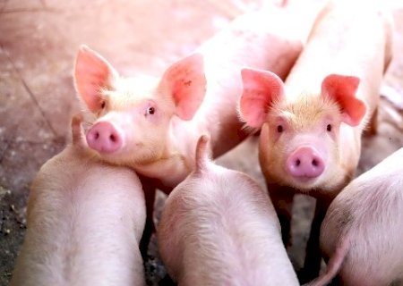 Suinocultura de MS aposta na Rota Bioceânica para incrementar vendas para a Ásia