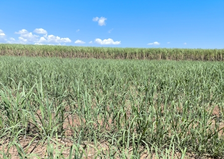 Conab estima produção de cana-de-açúcar em 673,2 milhões de toneladas na safra 2025/26