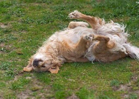 Por que cães rolam na carniça? veterinário explica hábito “estranho”