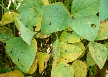 Casos de ferrugem asiática da soja sobem para 70 focos