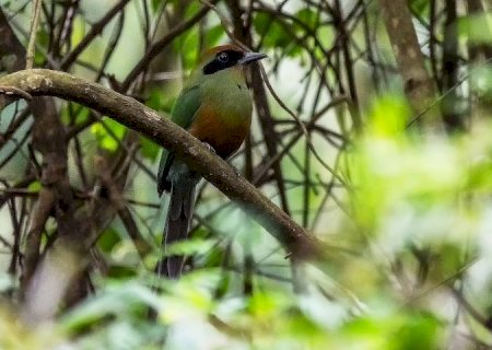 Juruva é instituída ave símbolo da Mata Atlântica em MS e fortalece agenda de conservação e aviturismo