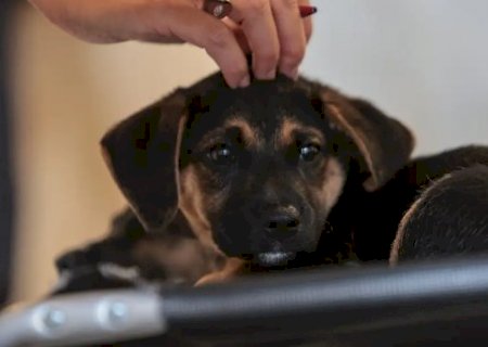 Lei define regras para guarda compartilhada de pets após separação