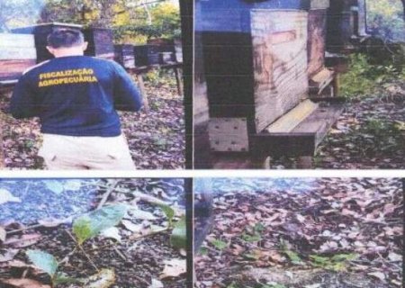 Usina ter&aacute; que implementar projeto para reduzir risco ap&oacute;s morte de abelhas