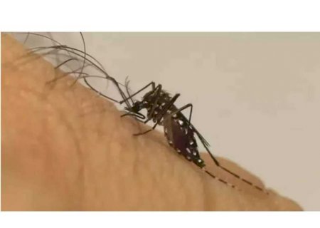 Adolescente de 13 anos morre com suspeita de dengue em cidade do MS