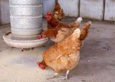 MS cria licen&ccedil;a obrigat&oacute;ria para com&eacute;rcio de aves vivas e veta venda ambulante