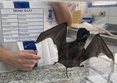 Campo Grande: CCZ confirma 6&ordm; caso de raiva em morcego e refor&ccedil;a que n&atilde;o h&aacute; motivo para p&acirc;nico