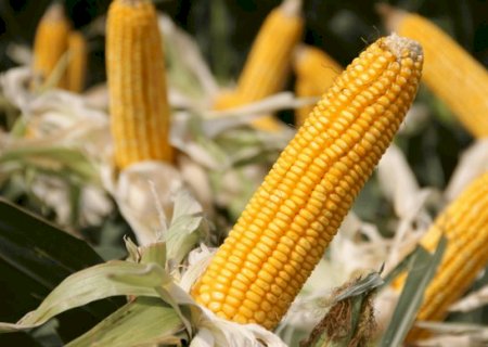 Produtores de MS ter&atilde;o at&eacute; 50% de subven&ccedil;&atilde;o no seguro do milho safrinha