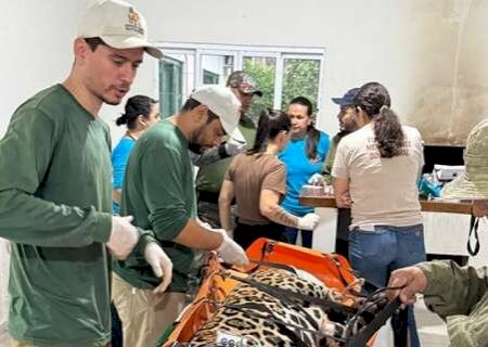 On&ccedil;a capturada em &aacute;rea urbana de Corumb&aacute; &eacute; solta na Serra do Amolar