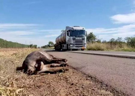 Motociclista que atropelou anta vai ser indenizado em R$ 80 mil pelo DNIT>