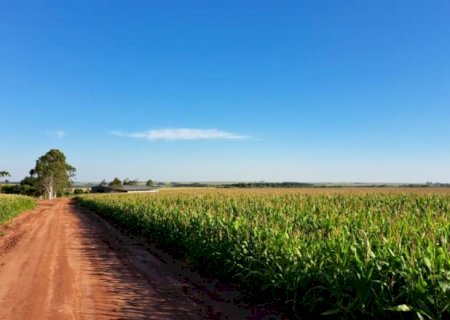 Milho dá prejuízo em safra única e custo passa de R$ 4,8 mil por hectare