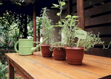 Chega de matar planta no frio, aprenda onde está  você está errando