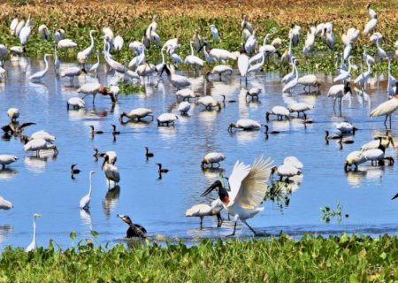 UEMS lidera cooperação com universidade da Inglaterra em imersão acadêmica no Pantanal