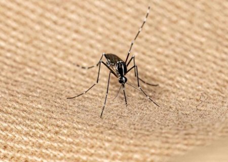 Morador em Itaporã morre vítima da chikungunya e Mato Grosso do Sul totaliza 21 óbitos