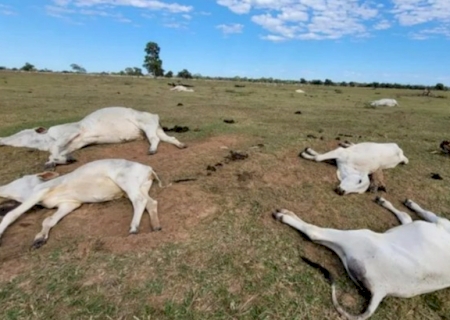 frio intenso provocou morte de 83 bovinos no sul de Mato Grosso do Sul