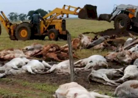 Frente fria acende alerta para risco de hipotermia em rebanhos e Iagro orienta produtores rurais