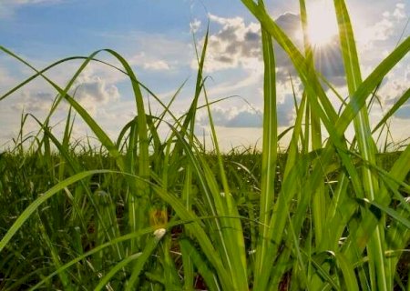 MS quadruplica &aacute;rea de cana em 20 anos e consolida nova fronteira da bioenergia>