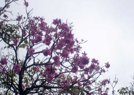 Ipê rosa abre temporada das cores e anuncia chegada do inverno