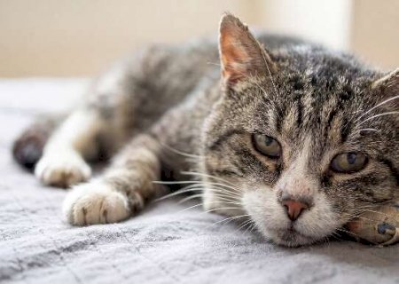 Se voc&ecirc; tem gato idoso e comete esse erro seu pet est&aacute; em risco