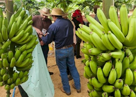 O professor de Vicentina que plantou banana para dar errado e virou vitrine da agricultura familiar