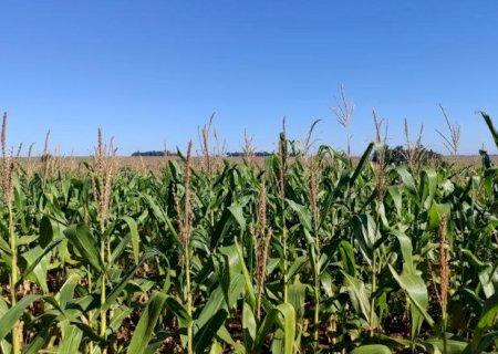 &Aacute;rea ocupada por milho recua para 46% na segunda safra