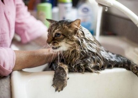 Gato realmente precisa de banho? Veterin&aacute;rio explica o que &eacute; mito