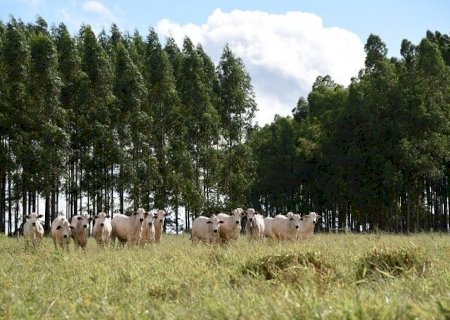 MS lidera em sistemas integrados, com mais de 3 milhões de hectares de lavoura-pecuária-floresta