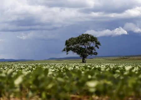 Crédito rural financiou R$ 92,4 bi em áreas com alertas ambientais