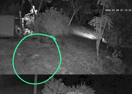 Nova on&ccedil;a aparece perto de casas em Corumb&aacute; ap&oacute;s captura de "Corumbella"