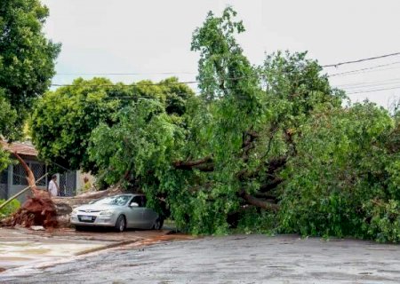 Efeitos do El Ni&ntilde;o amea&ccedil;am aumentar queda de &aacute;rvores e temporais na Capital