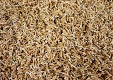 Pesquisa revela que germinar o arroz deixa o alimento mais saud&aacute;vel e nutritivo