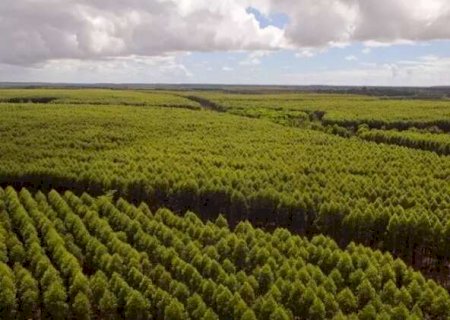 MS prorroga em tr&ecirc;s meses prazo para cadastro de florestas plantadas