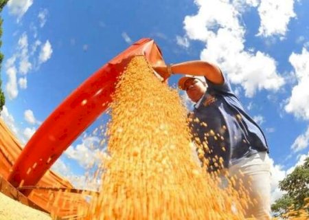 Sorgo, soja e algodão entram no Venda em Balcão para alimentação animal