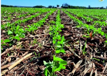 Vazio sanitário da soja prossegue até 15 de setembro em MS>