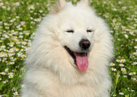 Pelos brancos também amarelam: entenda por que isso acontece com os pets