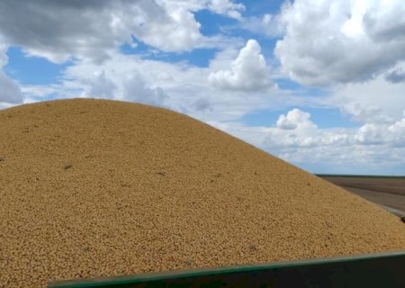 Colheita de milho passa de 1,6 milh&atilde;o de hectares em MS e chega a 75%